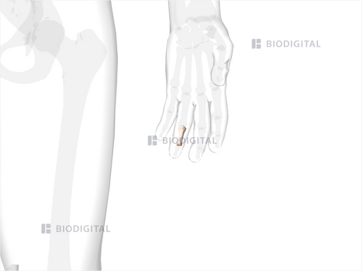 icd 10 code for left ring finger middle phalanx fracture