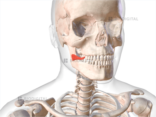 Right risorius | BioDigital Anatomy