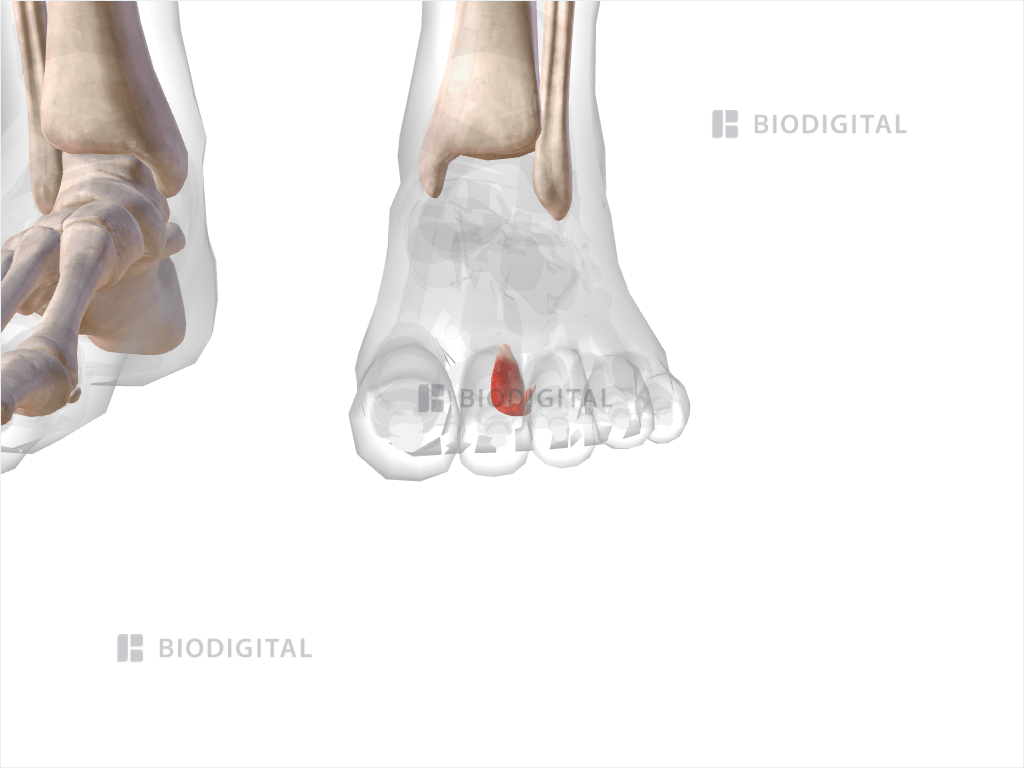 Second lumbrical muscle of left foot