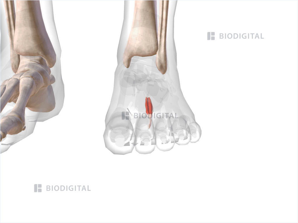 Second dorsal interosseus muscle of left foot