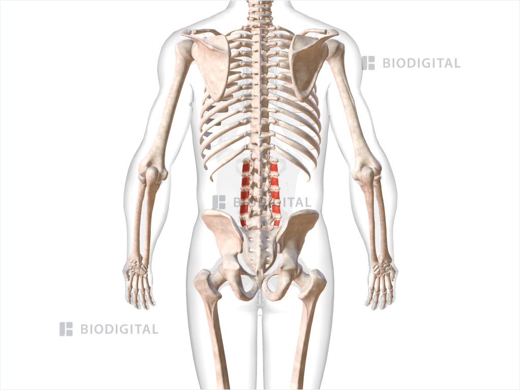 Intertransversarii lumborum