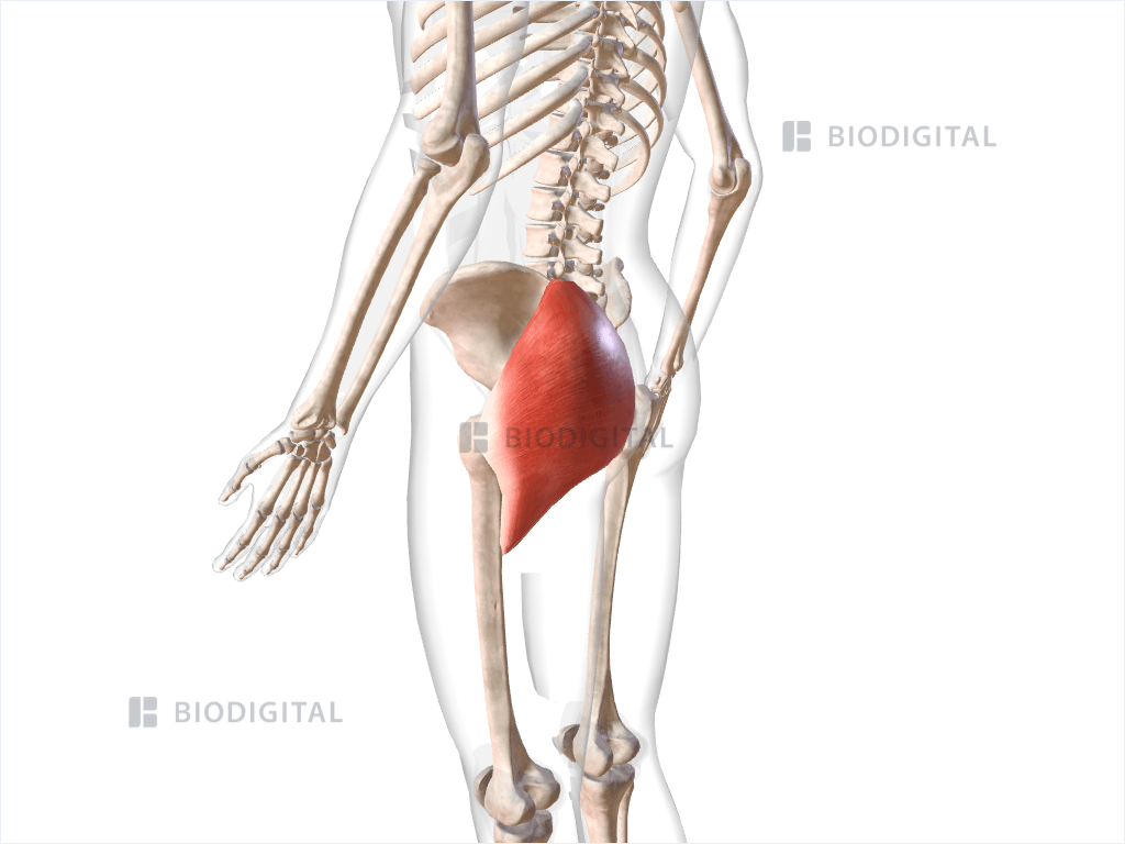 Left gluteus maximus