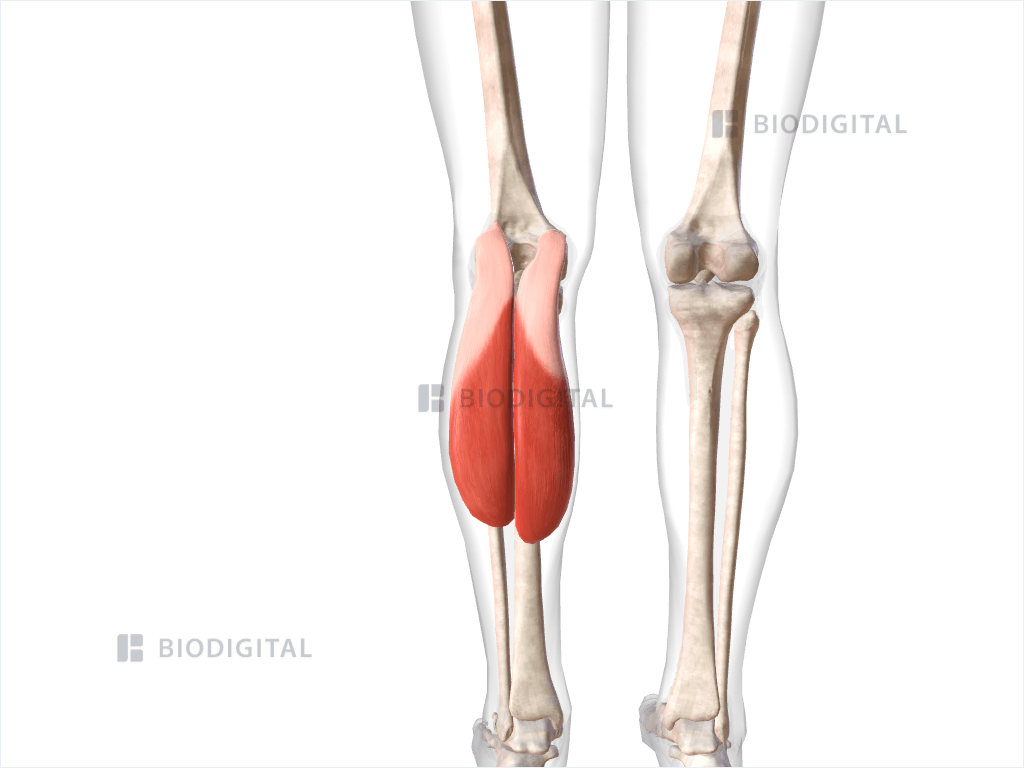 Left gastrocnemius