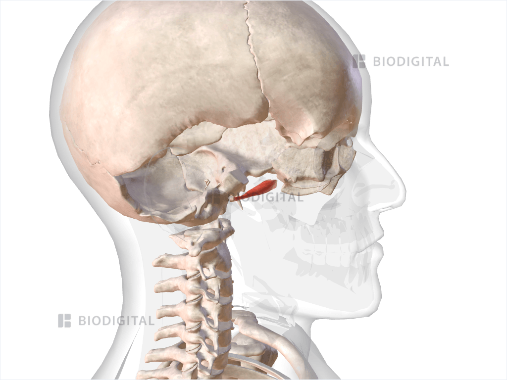 Right superior lateral pterygoid