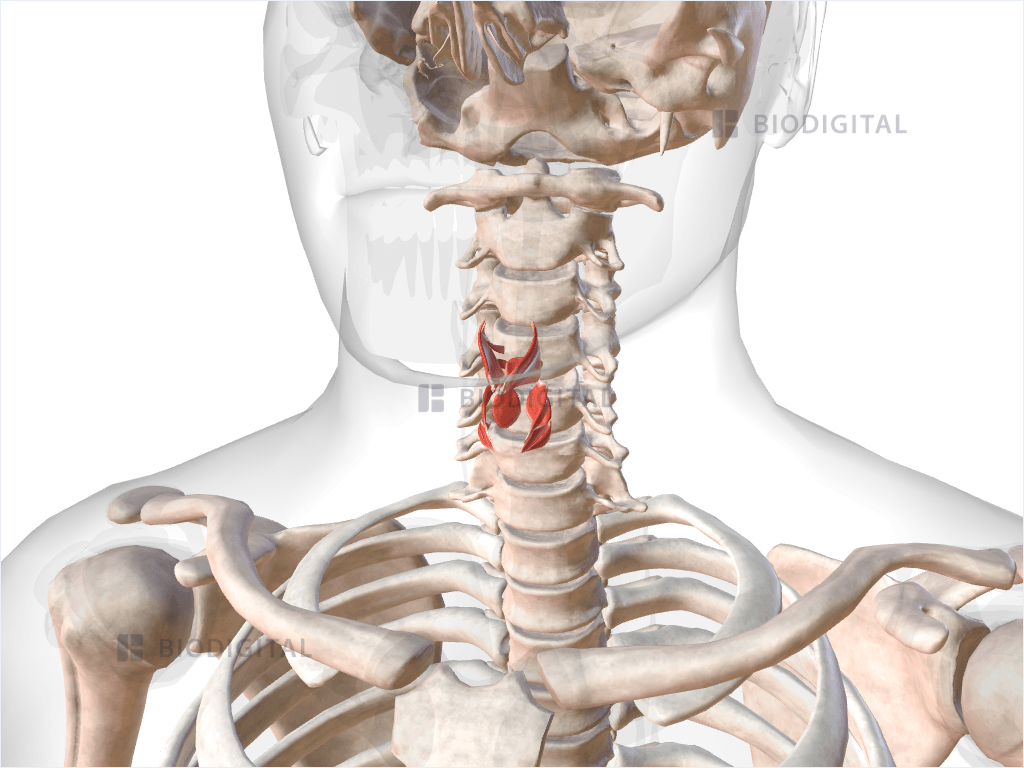 Laryngeal muscles
