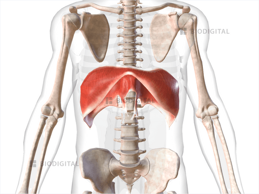 Diaphragm | BioDigital Anatomy