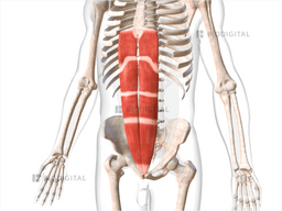 Rectus abdominis | BioDigital Anatomy