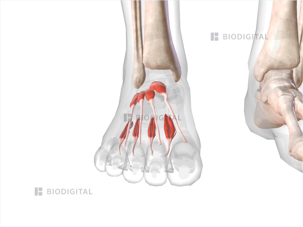 Dorsal muscles of right foot