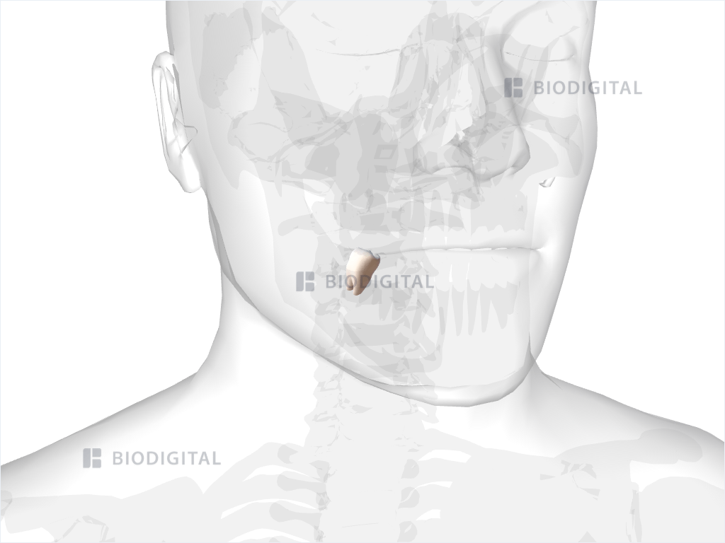 Right mandibular second molar