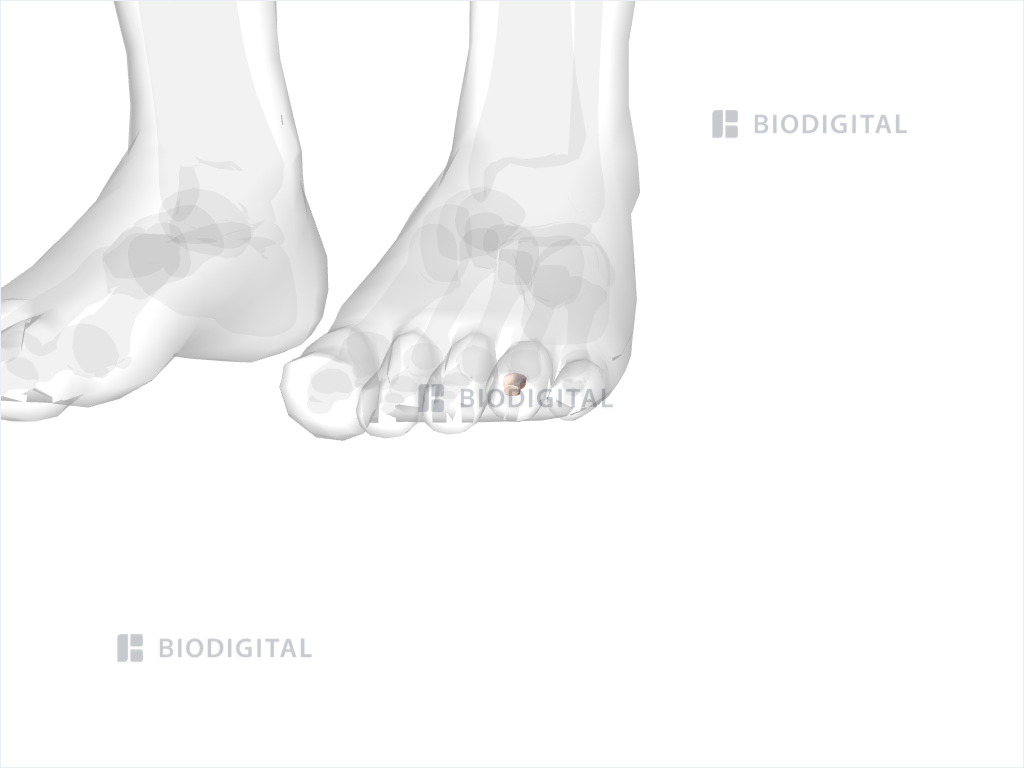 Middle phalanx of left fourth toe