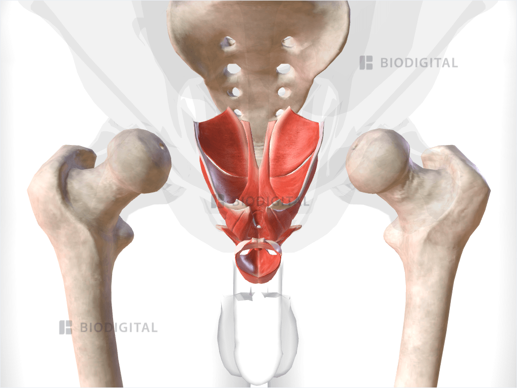 Muscles of pelvic floor and perineum