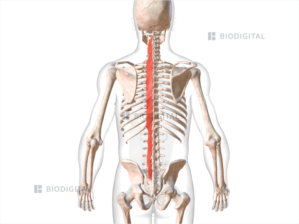 Left multifidus