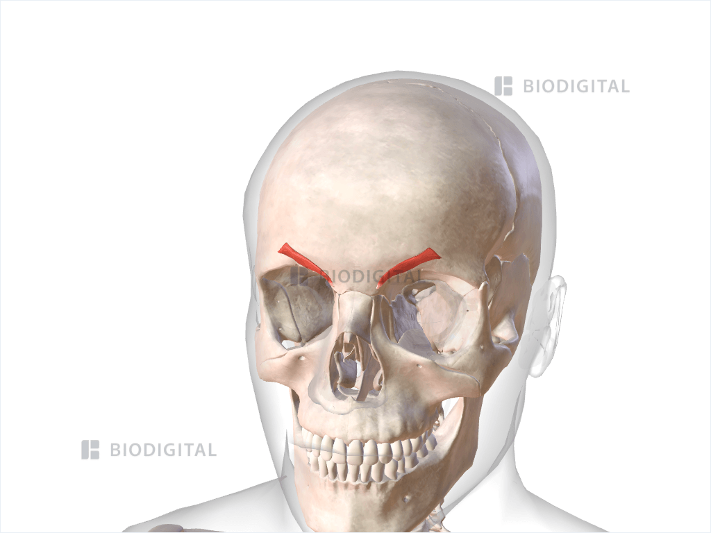 Corrugator supercilii