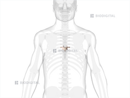 icd 10 code for closed fracture of seventh thoracic vertebra