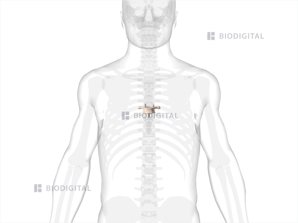 Seventh thoracic vertebra