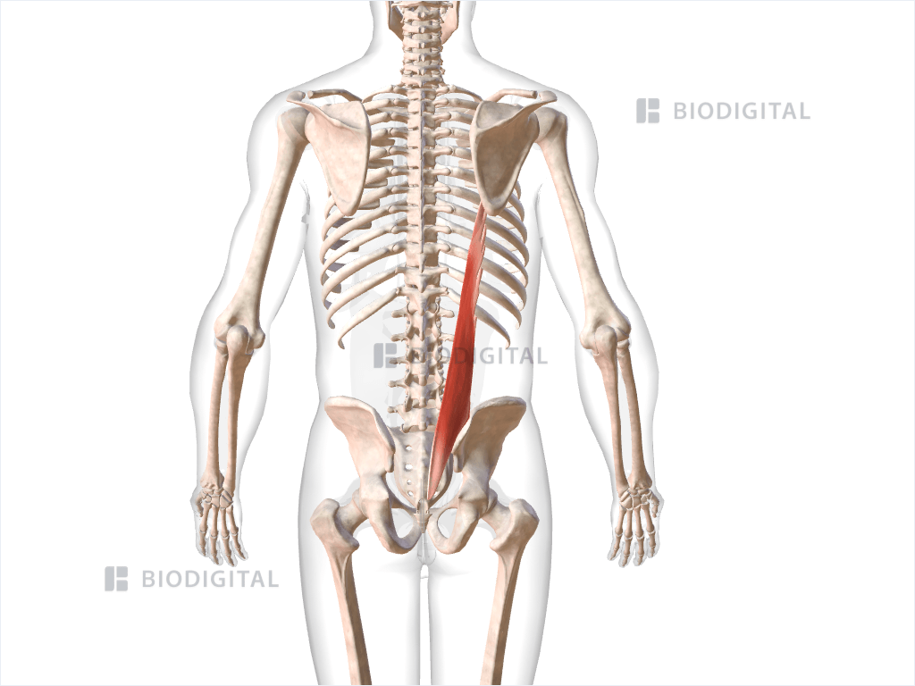 Right Iliocostalis Lumborum Biodigital Anatomy