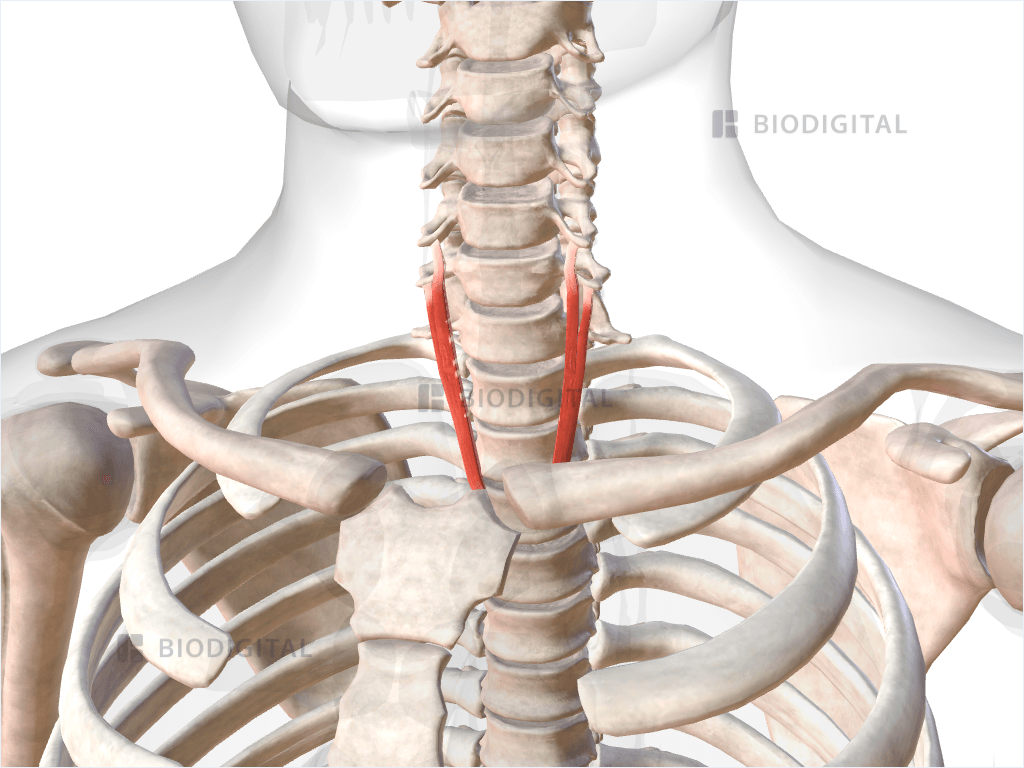 Inferior oblique part of longus colli