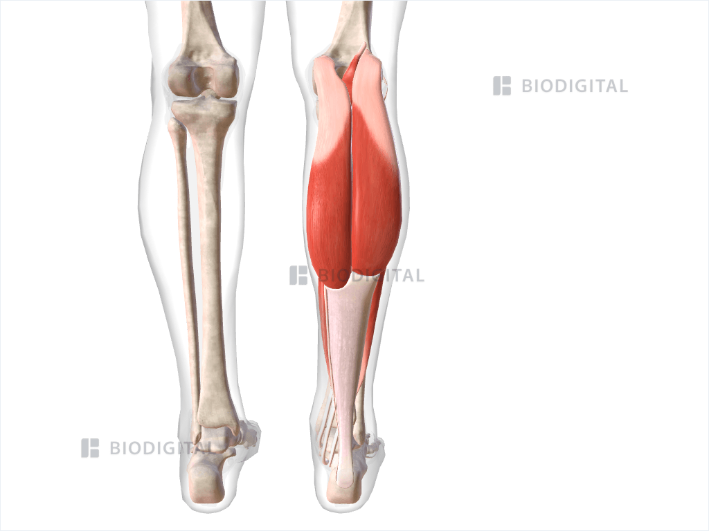 Posterior compartment muscles of right lower leg