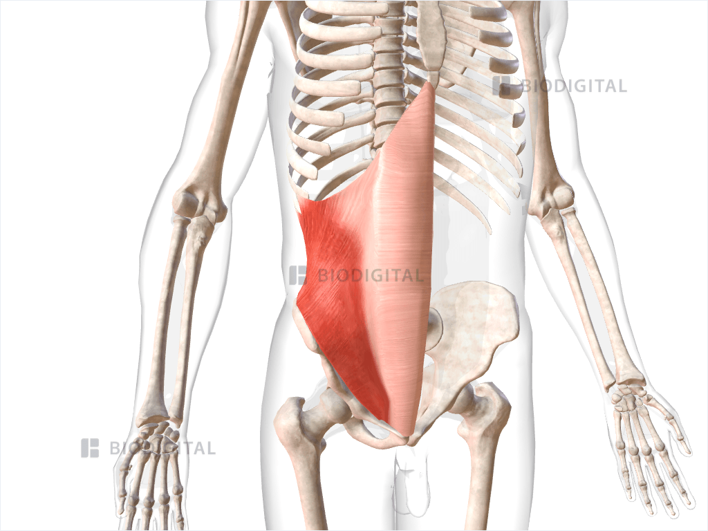 Right internal oblique