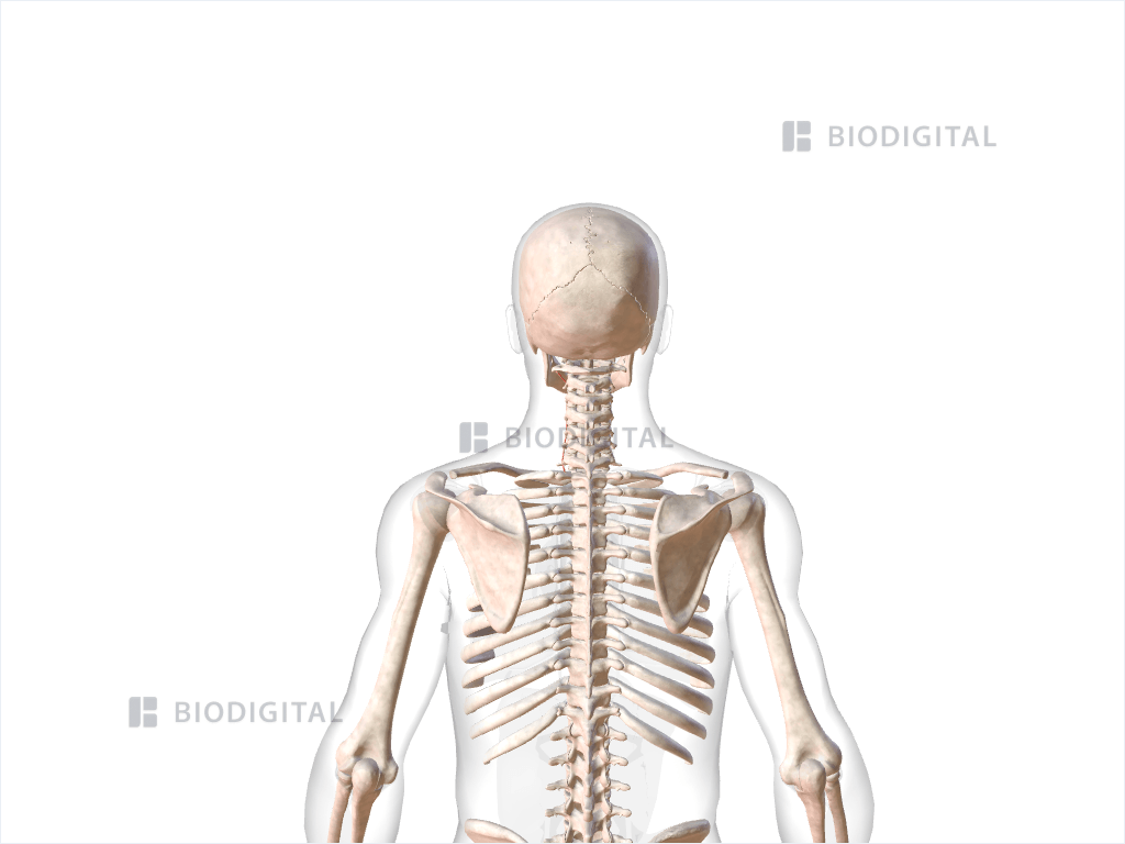 Left anterior cervical intertransversarii