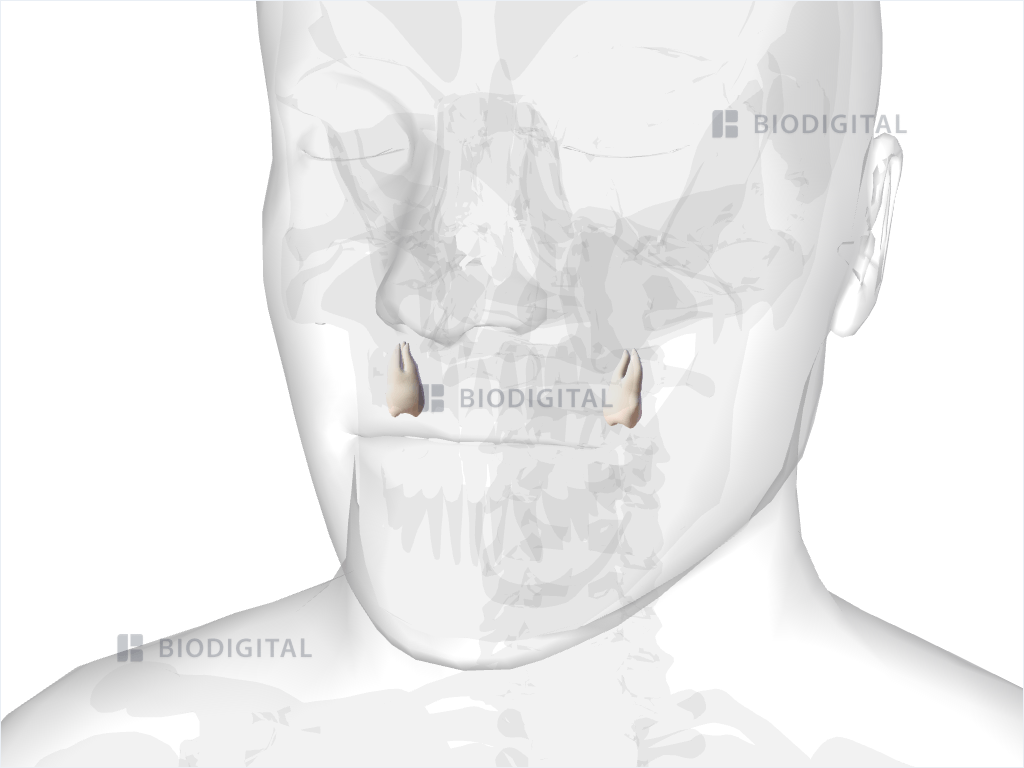 Maxillary third molar