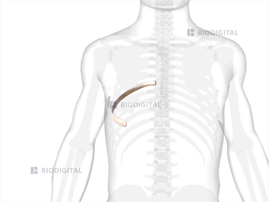 Right seventh rib