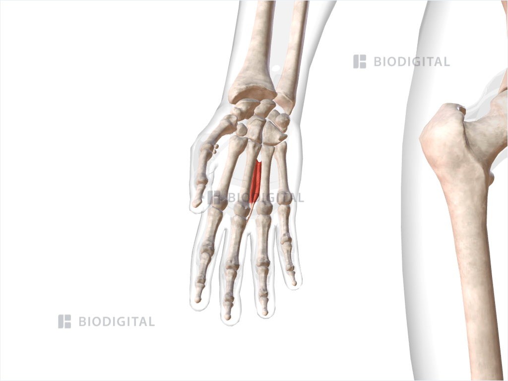 Third dorsal interosseous muscle of right hand