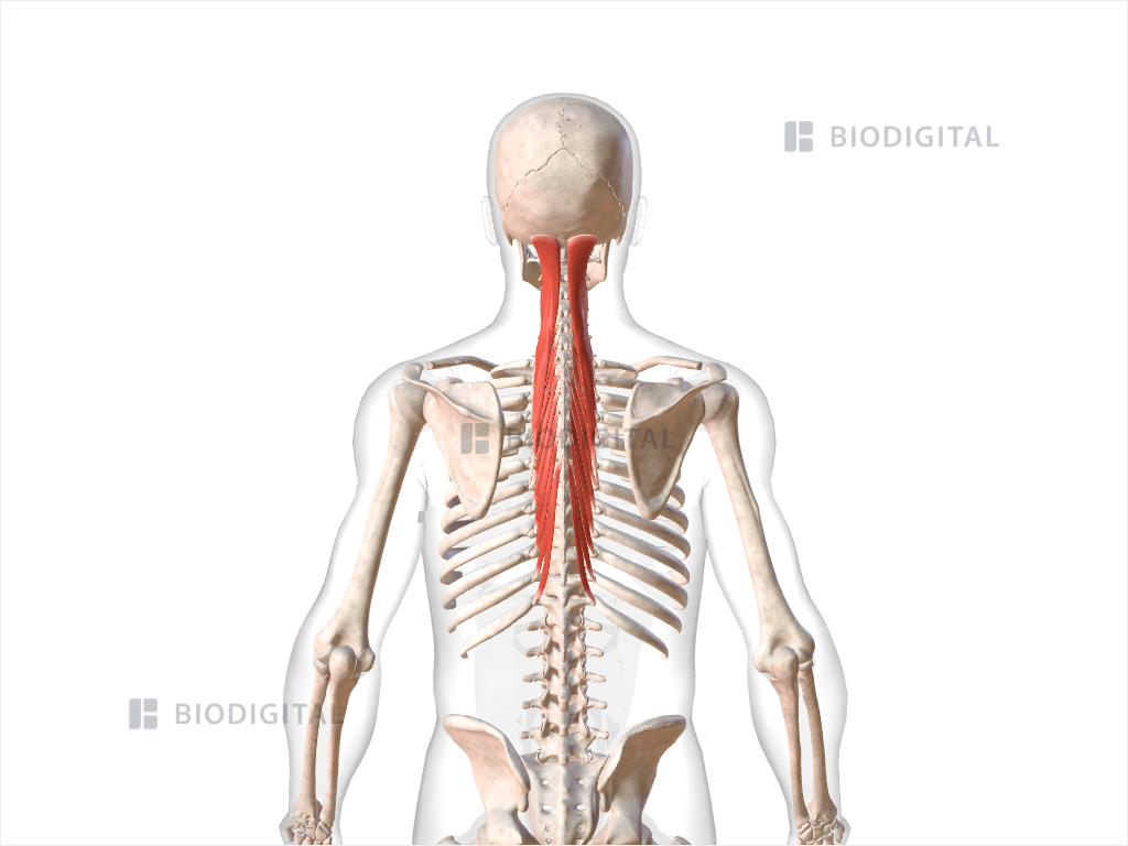 Semispinalis