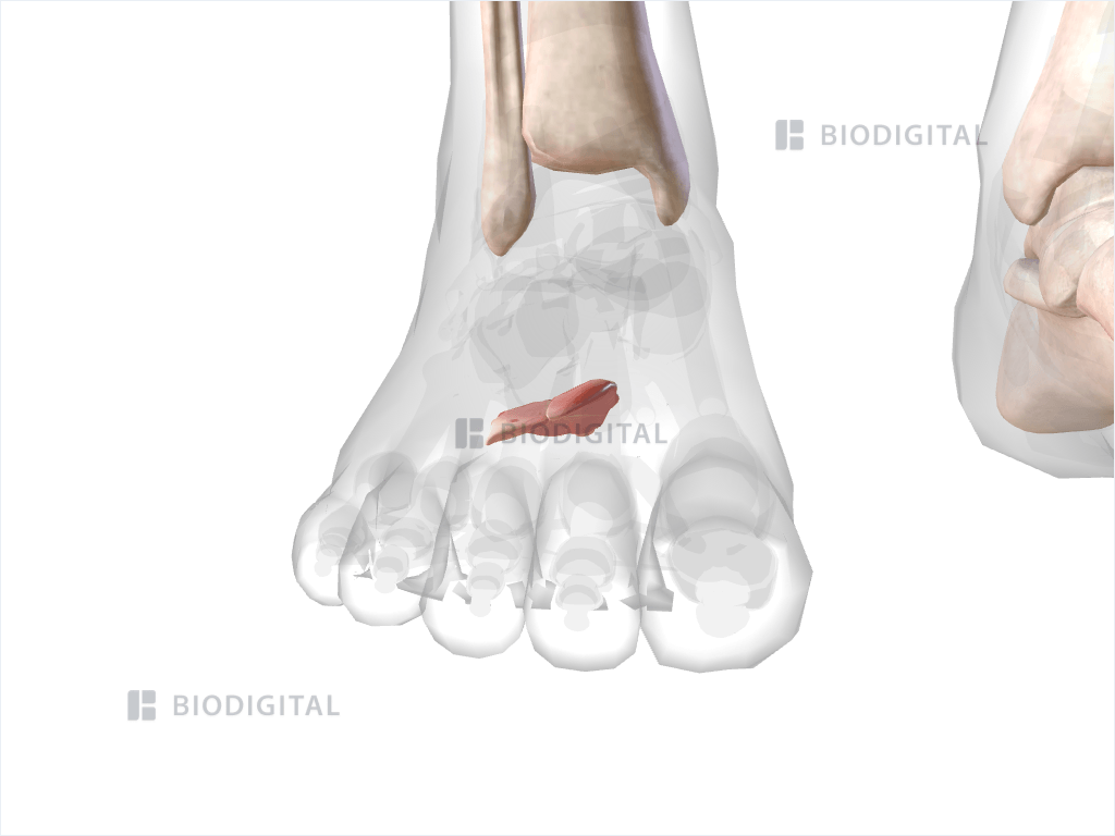 Right quadratus plantae