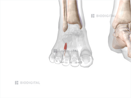 Third dorsal interosseus muscle of right foot | BioDigital Anatomy