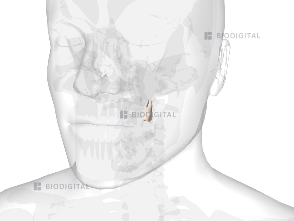Left maxillary third molar