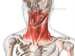Muscles of neck | BioDigital Anatomy