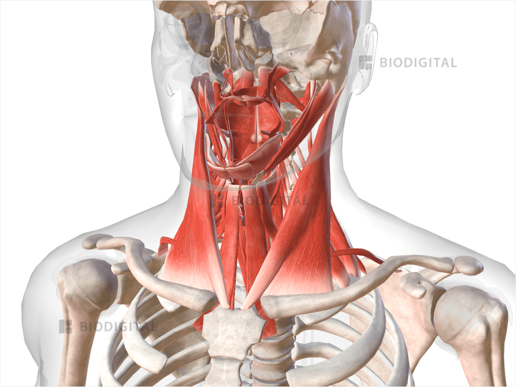 Muscles of neck