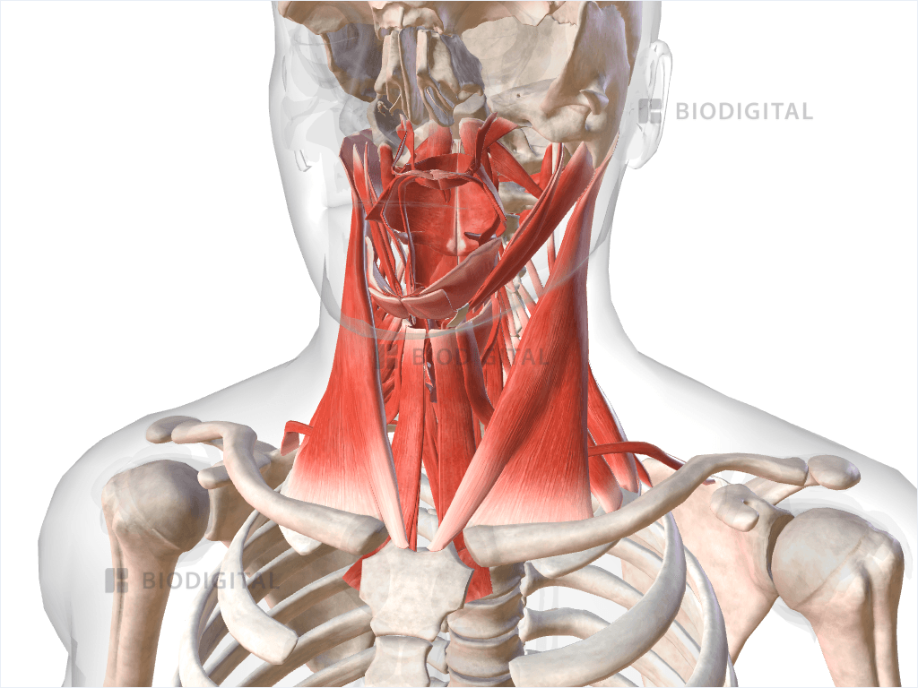 Muscles Of Neck BioDigital Anatomy