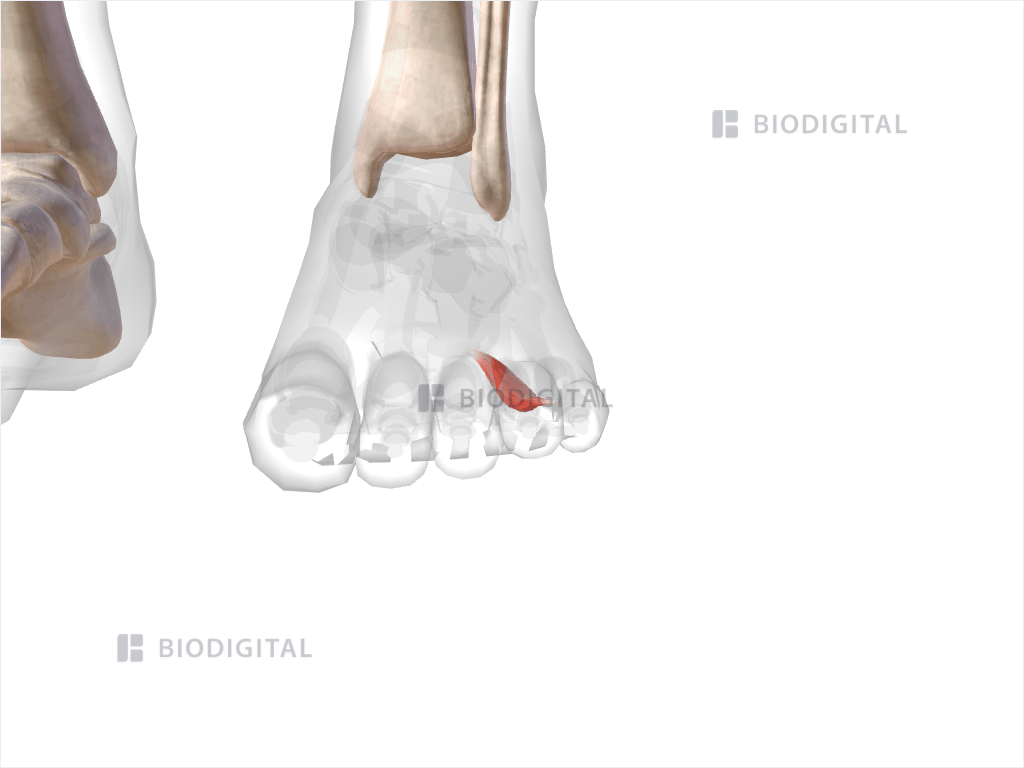 Fourth lumbrical muscle of left foot