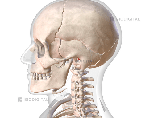 Left helicis minor | BioDigital Anatomy