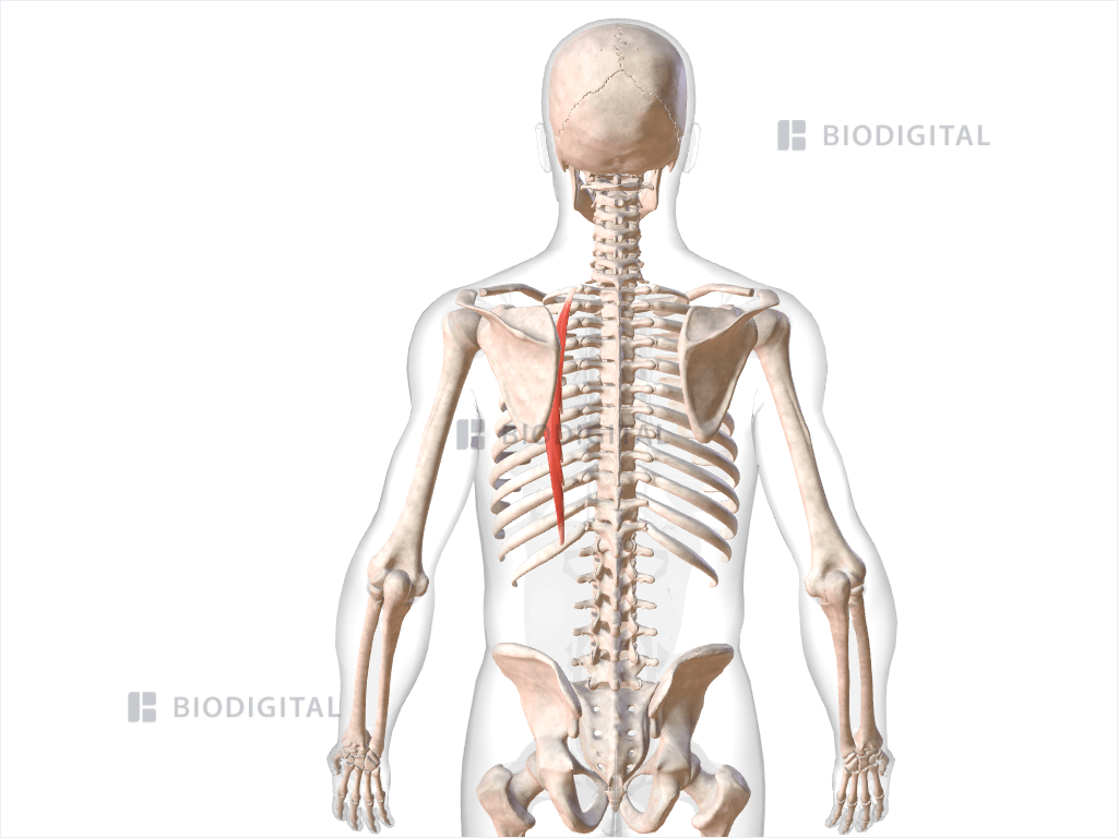 Left iliocostalis thoracis