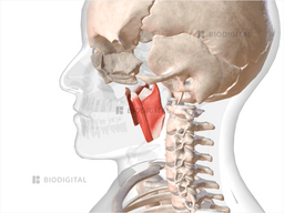 Medial Pterygoid | BioDigital Anatomy