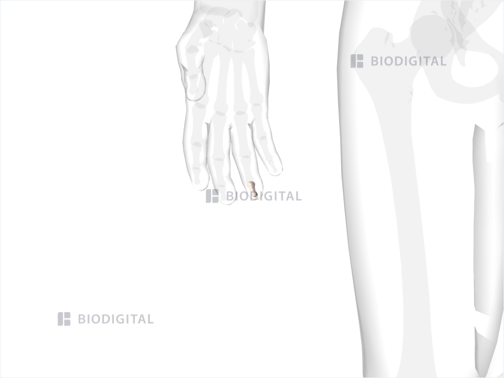 Distal phalanx of right ring finger