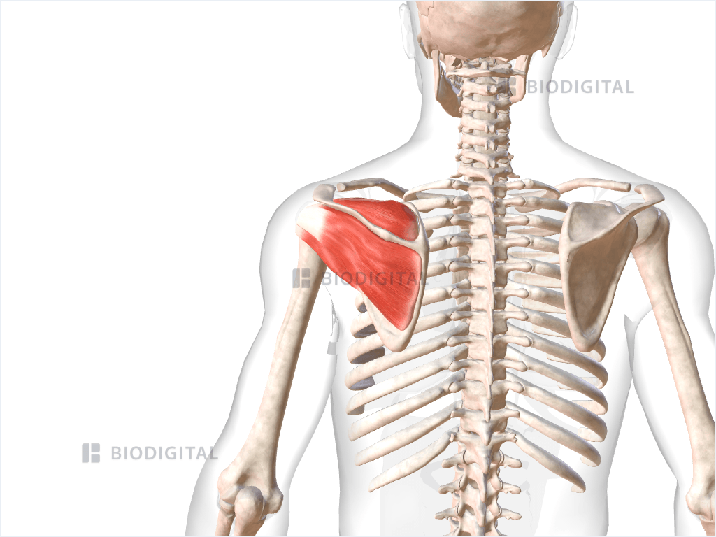 Muscles of left rotator cuff