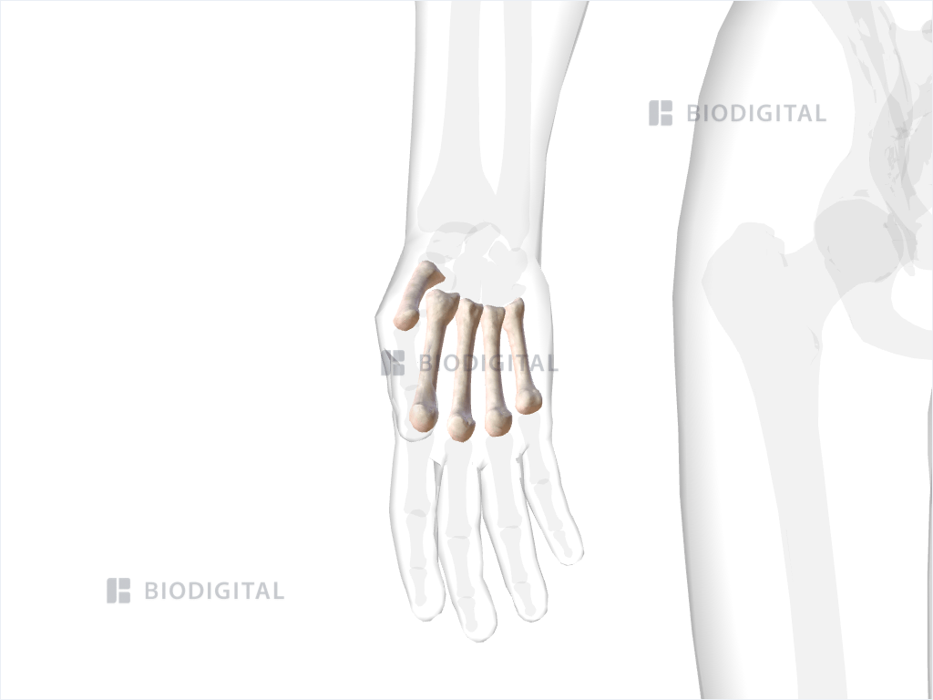 Metacarpal bones of right hand and wrist