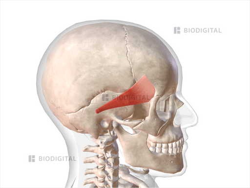 Right auricularis anterior | BioDigital Anatomy