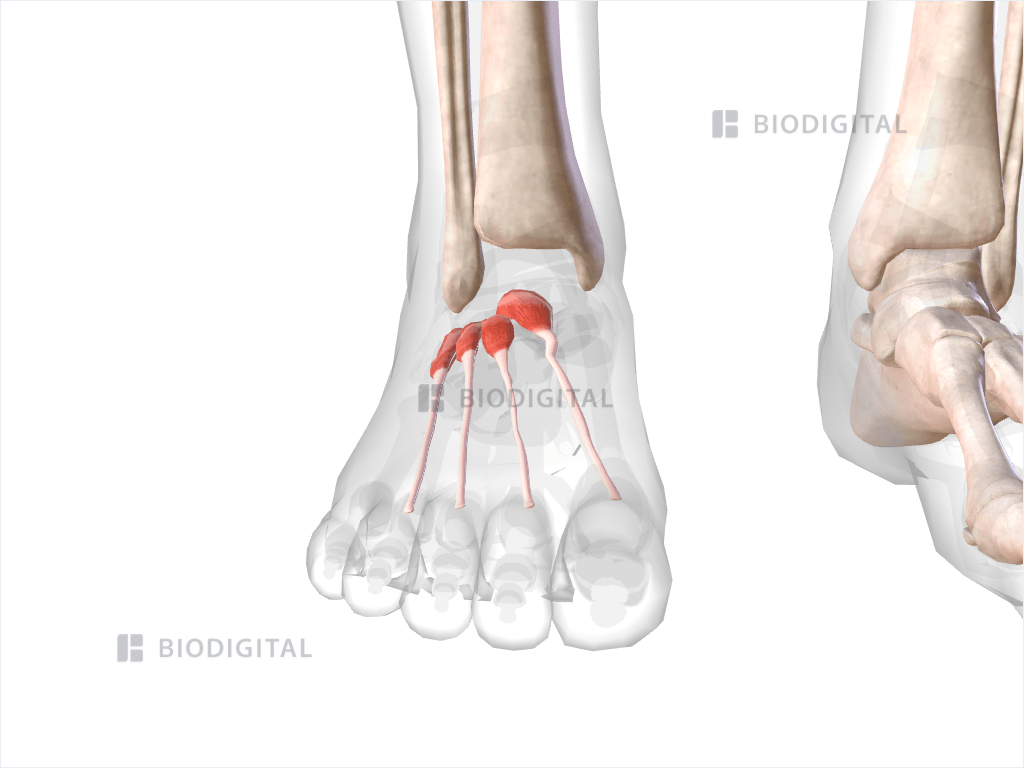 Superficial dorsal muscles of right foot