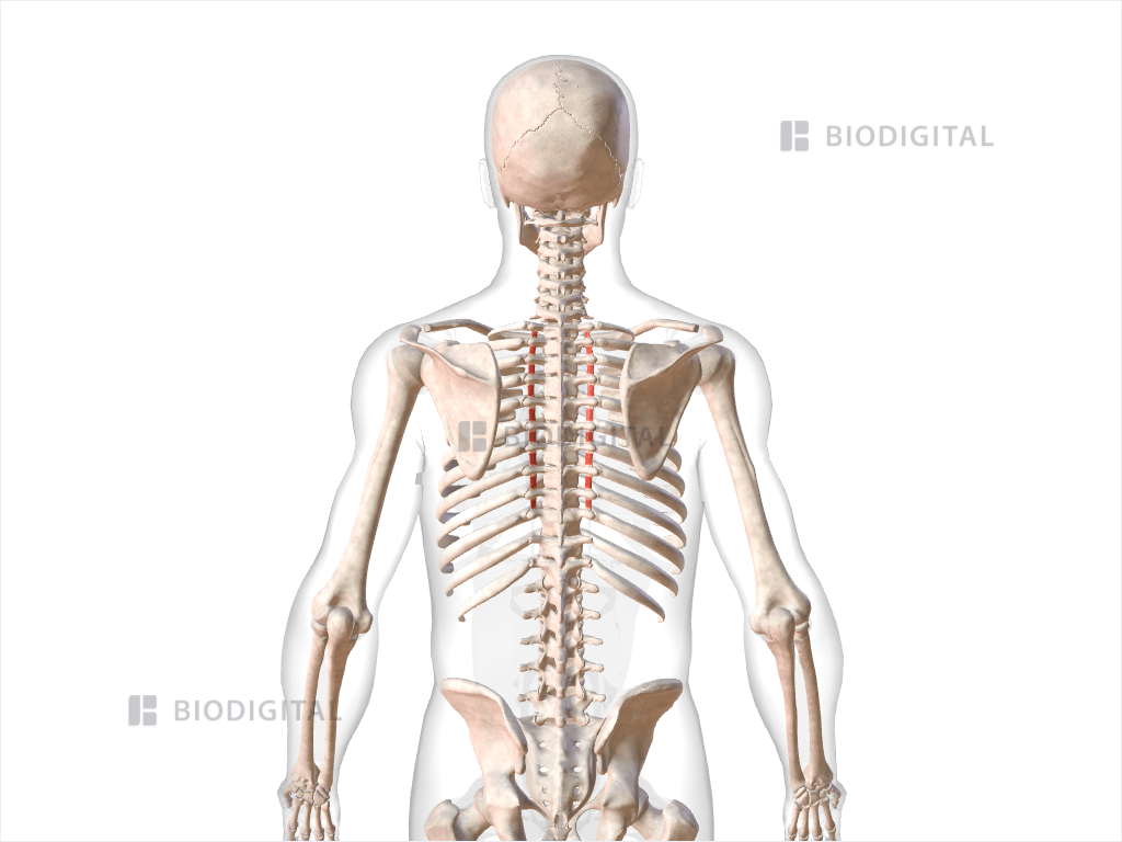 Thoracic intertransversarii