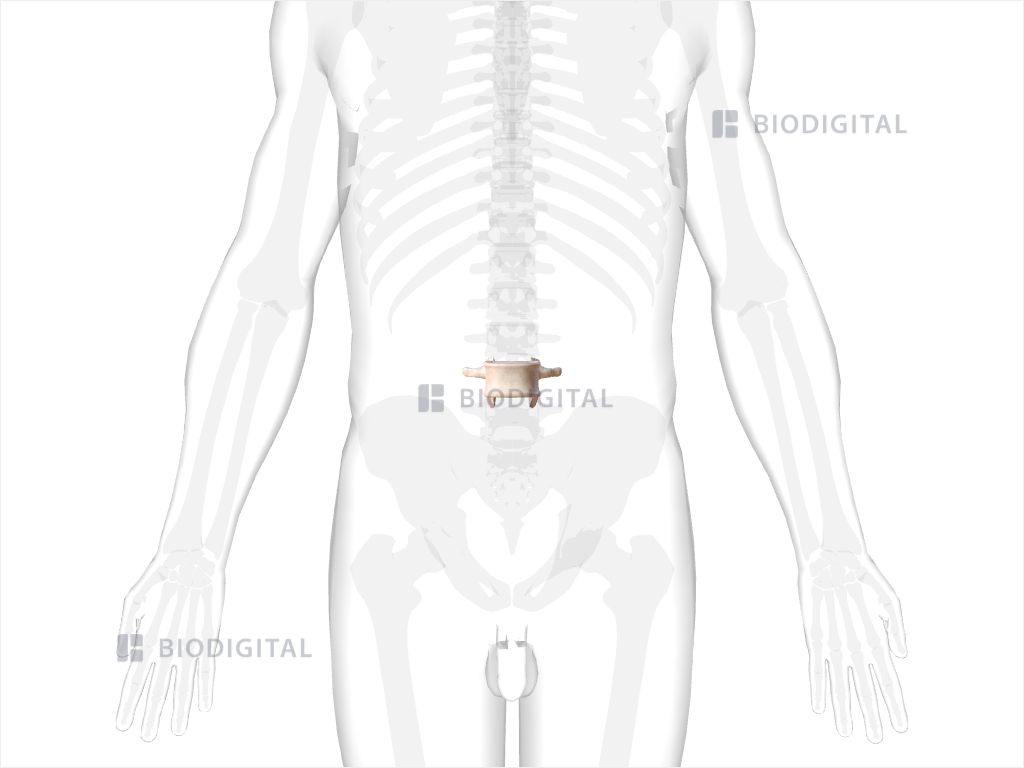 Fourth lumbar vertebra
