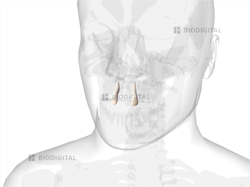 Maxillary lateral incisor