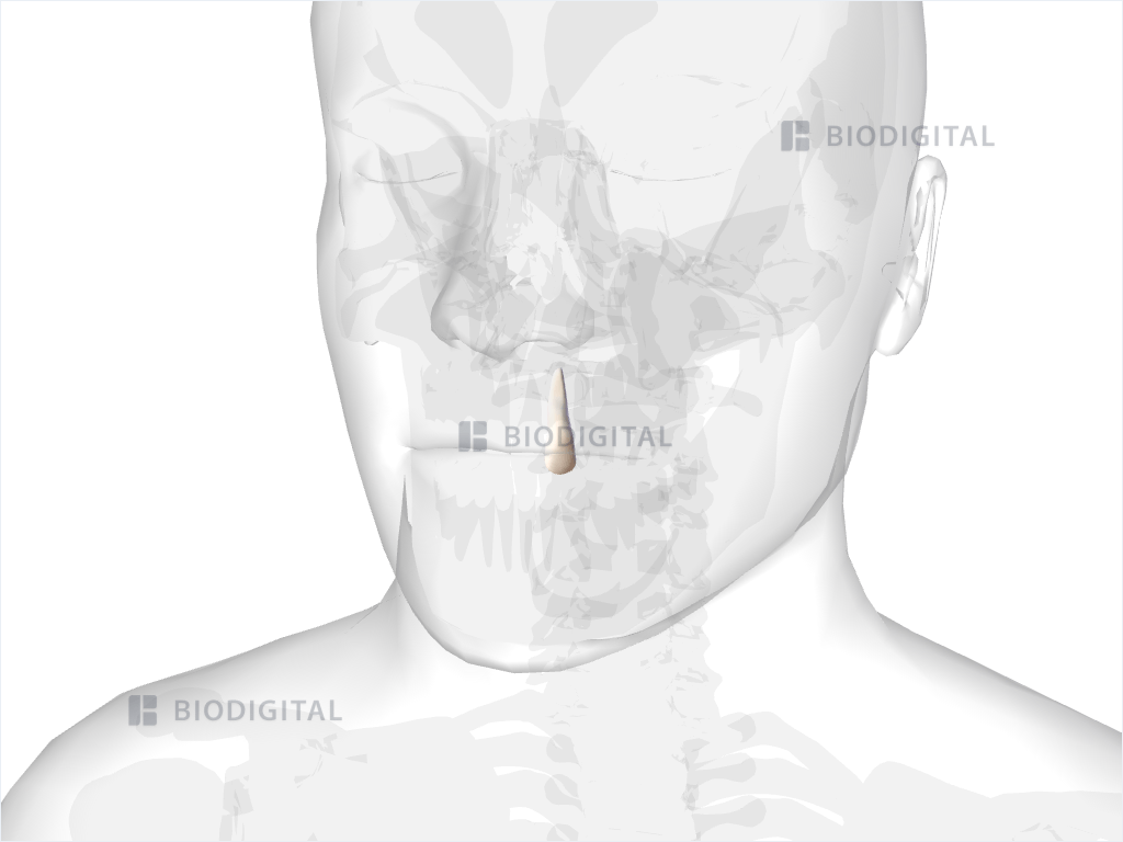 Left maxillary lateral incisor