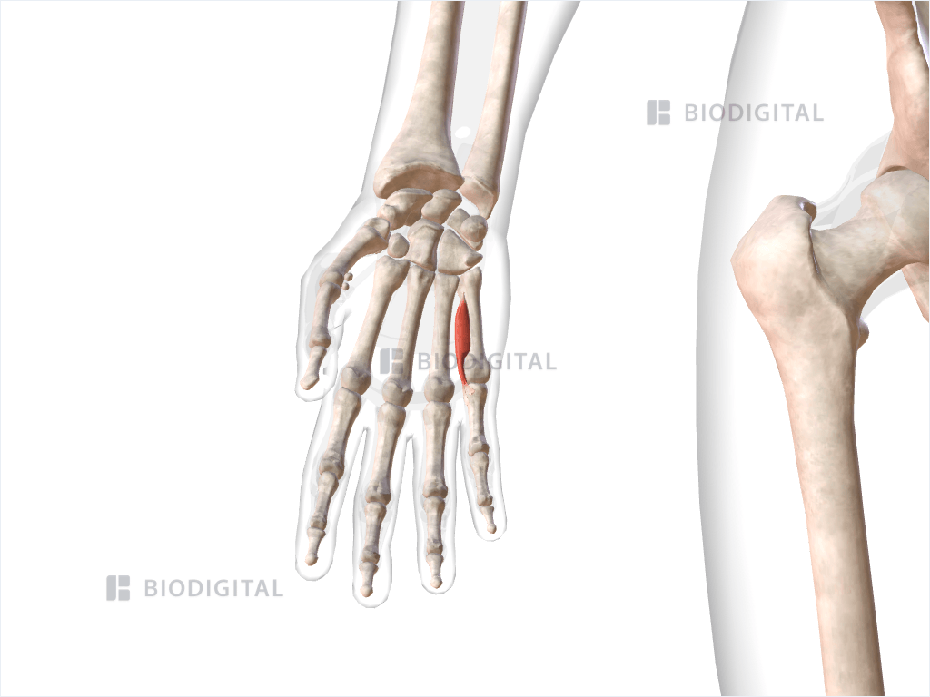 Third palmar interosseous muscle of right hand