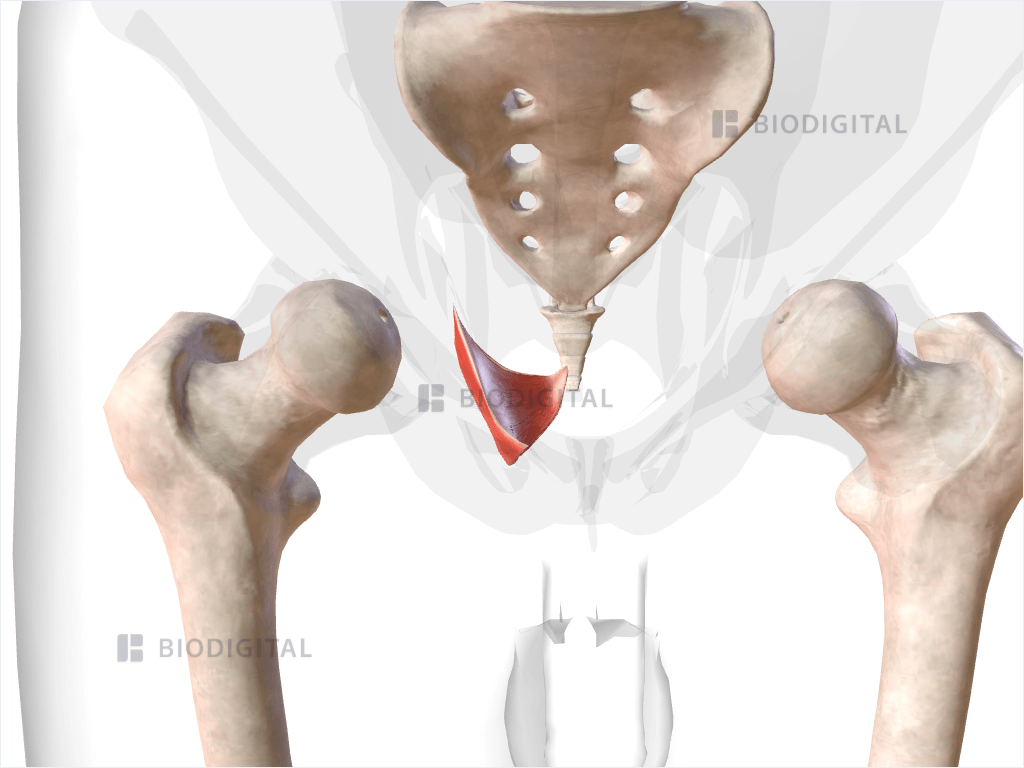 Right iliococcygeus