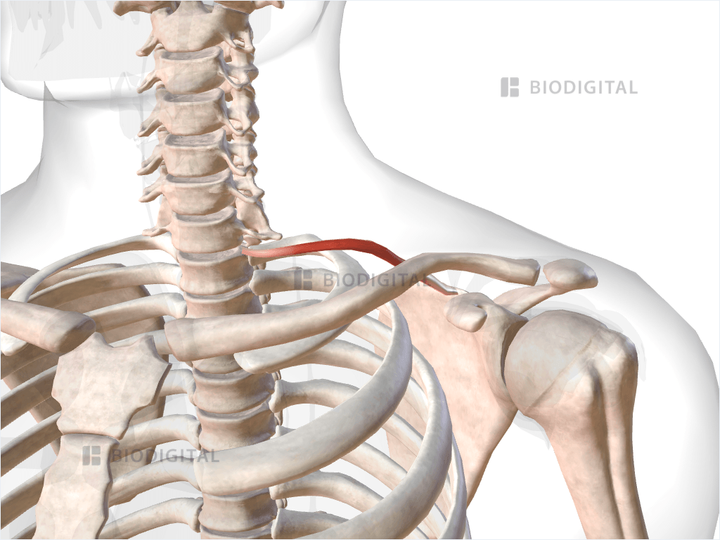 Left inferior belly of omohyoid